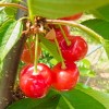 山梨 おすすめさくらんぼ農園!!美味しい品種と見分け方は？